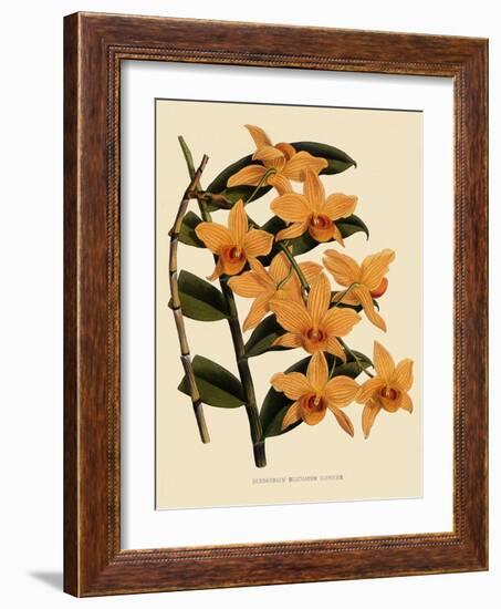 Dendrobium Moschatum Var. Cupreum-John Nugent Fitch-Framed Giclee Print