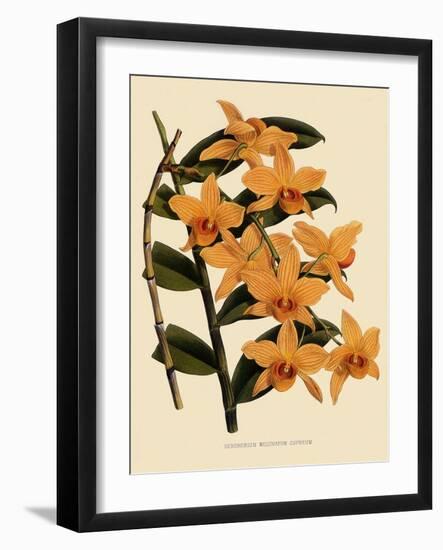 Dendrobium Moschatum Var. Cupreum-John Nugent Fitch-Framed Giclee Print