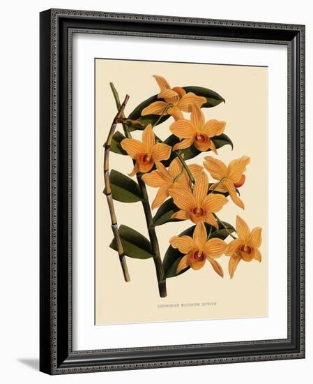 Dendrobium Moschatum Var. Cupreum-John Nugent Fitch-Framed Giclee Print