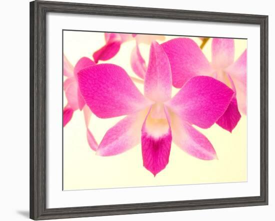 Dendrobium Orchid-Maresa Pryor-Framed Photographic Print