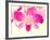 Dendrobium Orchid-Maresa Pryor-Framed Photographic Print