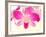 Dendrobium Orchid-Maresa Pryor-Framed Photographic Print