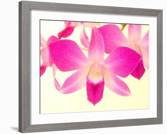 Dendrobium Orchid-Maresa Pryor-Framed Photographic Print