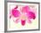 Dendrobium Orchid-Maresa Pryor-Framed Photographic Print