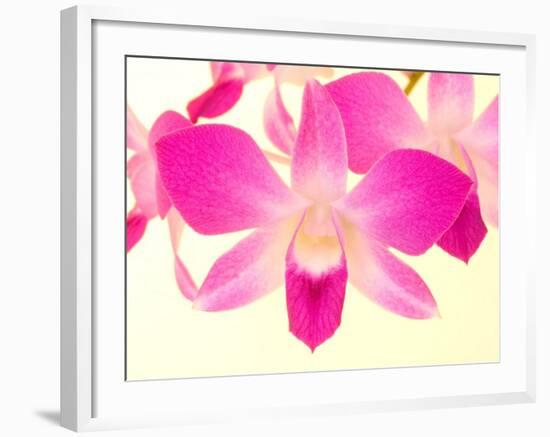 Dendrobium Orchid-Maresa Pryor-Framed Photographic Print