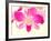 Dendrobium Orchid-Maresa Pryor-Framed Photographic Print