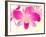 Dendrobium Orchid-Maresa Pryor-Framed Photographic Print