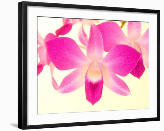 Dendrobium Orchid-Maresa Pryor-Framed Photographic Print