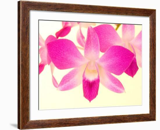 Dendrobium Orchid-Maresa Pryor-Framed Photographic Print