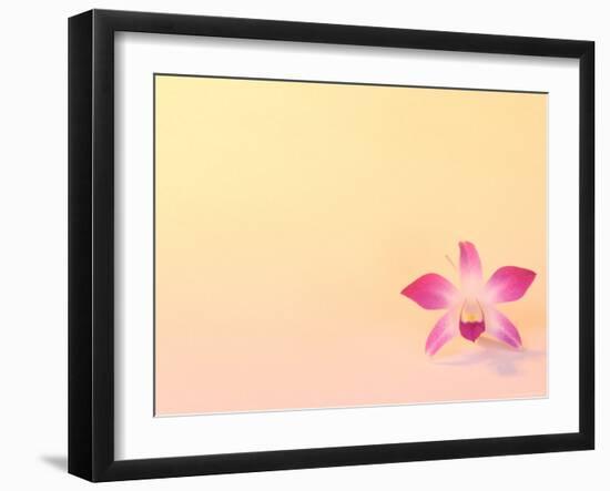 Dendrobium Orchid-Maresa Pryor-Framed Photographic Print