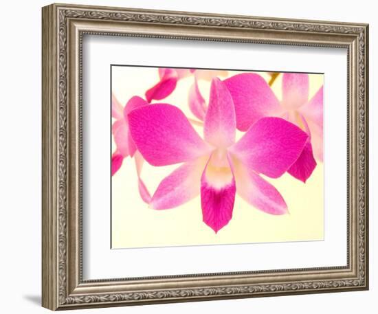 Dendrobium Orchid-Maresa Pryor-Framed Photographic Print