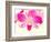 Dendrobium Orchid-Maresa Pryor-Framed Photographic Print