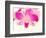 Dendrobium Orchid-Maresa Pryor-Framed Photographic Print