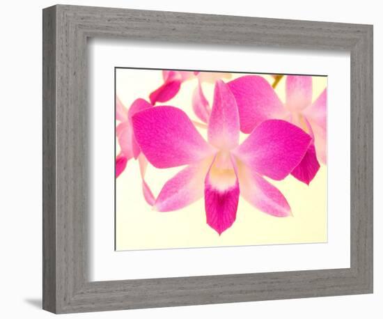 Dendrobium Orchid-Maresa Pryor-Framed Photographic Print