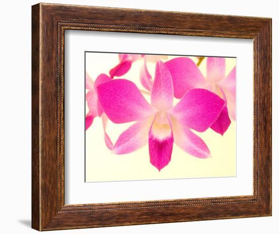 Dendrobium Orchid-Maresa Pryor-Framed Photographic Print