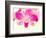 Dendrobium Orchid-Maresa Pryor-Framed Photographic Print