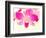 Dendrobium Orchid-Maresa Pryor-Framed Photographic Print