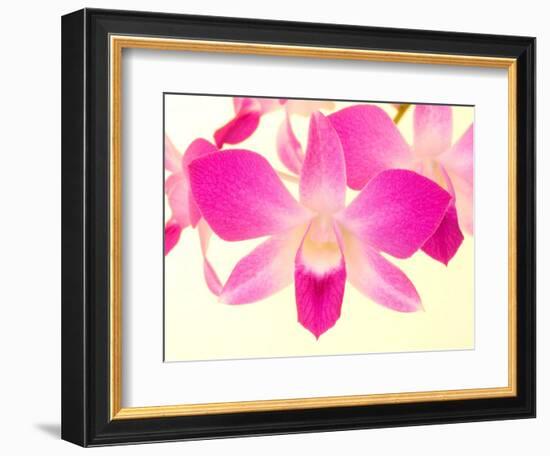 Dendrobium Orchid-Maresa Pryor-Framed Photographic Print