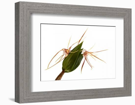 Dendrobium Tetragonum-Fabio Petroni-Framed Photographic Print