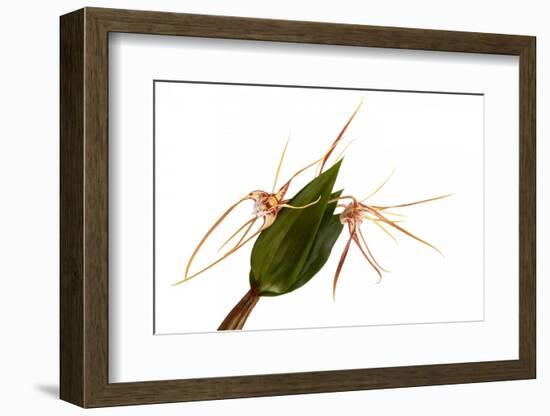 Dendrobium Tetragonum-Fabio Petroni-Framed Photographic Print
