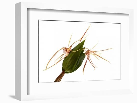 Dendrobium Tetragonum-Fabio Petroni-Framed Photographic Print