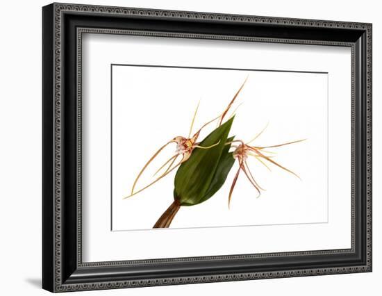 Dendrobium Tetragonum-Fabio Petroni-Framed Photographic Print