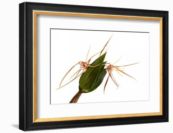 Dendrobium Tetragonum-Fabio Petroni-Framed Photographic Print