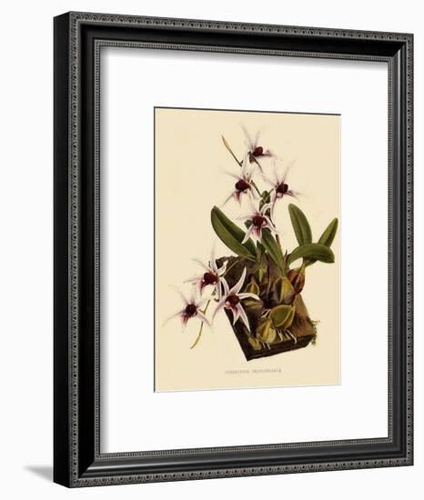 Dendrobium Treacherianum-John Nugent Fitch-Framed Giclee Print