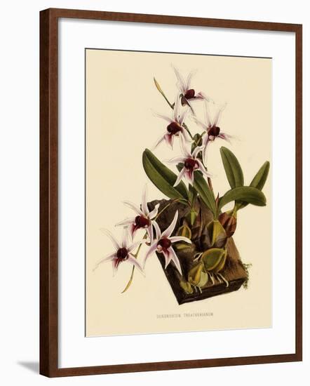 Dendrobium Treacherianum-John Nugent Fitch-Framed Giclee Print