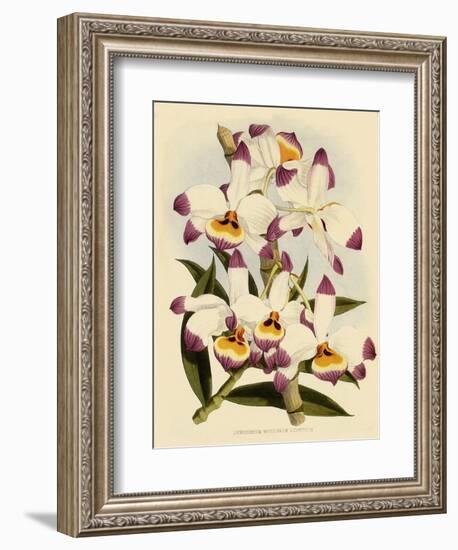 Dendrobium Wardianum Var Giganteum-John Nugent Fitch-Framed Premium Giclee Print