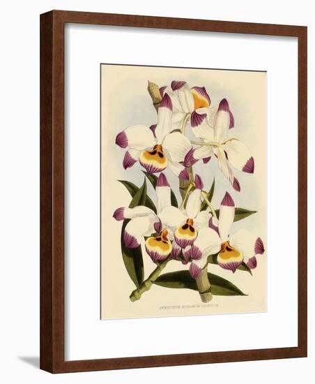 Dendrobium Wardianum Var Giganteum-John Nugent Fitch-Framed Premium Giclee Print