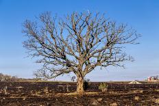 Oak Tree-dendron-Photographic Print