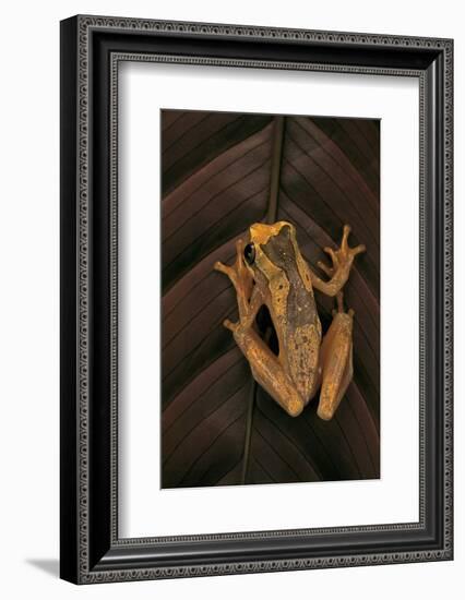 Dendropsophus Ebraccatus (Hourglass Treefrog)-Paul Starosta-Framed Photographic Print