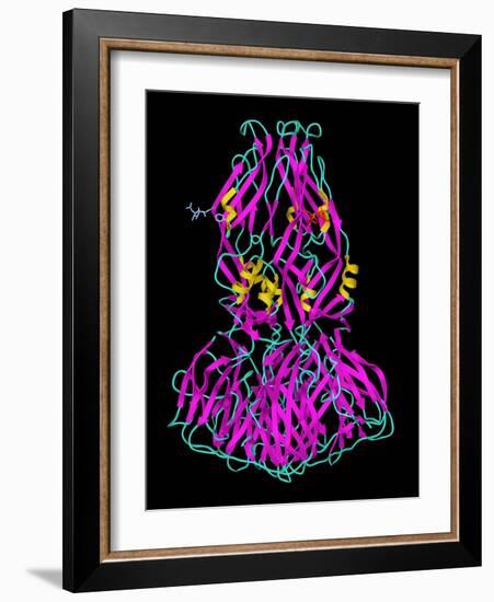 Dengue Virus Surface Protein Molecule-Laguna Design-Framed Photographic Print