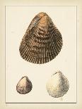 Crackled Antique Shells III-Denis Diderot-Art Print