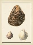 Sea Shells III-Denis Diderot-Art Print