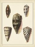 Crackled Antique Shells III-Denis Diderot-Art Print