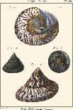 Sea Shells II-Denis Diderot-Art Print