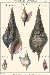 Sea Shells II-Denis Diderot-Art Print