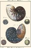 Antique Shells IV-Denis Diderot-Art Print