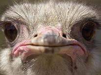 An Adult Female Ostrich at the Vina Grande Farm in Paredes De Escalona, Spain, May 21 2001-Denis Doyle-Framed Premier Image Canvas