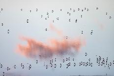 Aerial view of Lesser flamingos foraging at dusk, Kenya-Denis Huot-Photographic Print