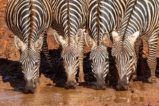 Herd of African elephants coming to drink at waterhole, Kenya-Denis Huot-Photographic Print