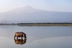 Hippopotamus with Mount Kilimanjaro, Kenya-Denis Huot-Photographic Print