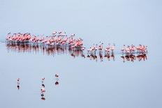 White Stork (Ciconia Ciconia) Hunting and Feeding at the Edge of a Bushfire-Denis-Huot-Framed Premier Image Canvas