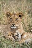 Lion (Panthera Leo) Female Close Up Of Nose An Chin, Masai Mara Game Reserve, Kenya-Denis-Huot-Framed Photographic Print