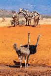 Herd of African elephants coming to drink at waterhole, Kenya-Denis Huot-Photographic Print