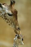 West African - Niger Giraffe (Giraffa Camelopardalis Peralta) Mother And Baby-Denis-Huot-Framed Premier Image Canvas