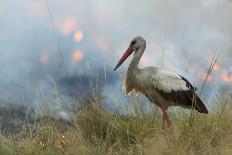 White Stork (Ciconia Ciconia) Hunting and Feeding at the Edge of a Bushfire-Denis-Huot-Photographic Print