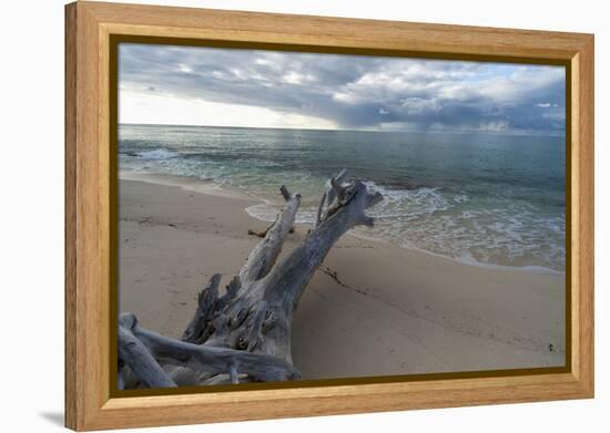 Denis Island, Seychelles-Sergio Pitamitz-Framed Premier Image Canvas